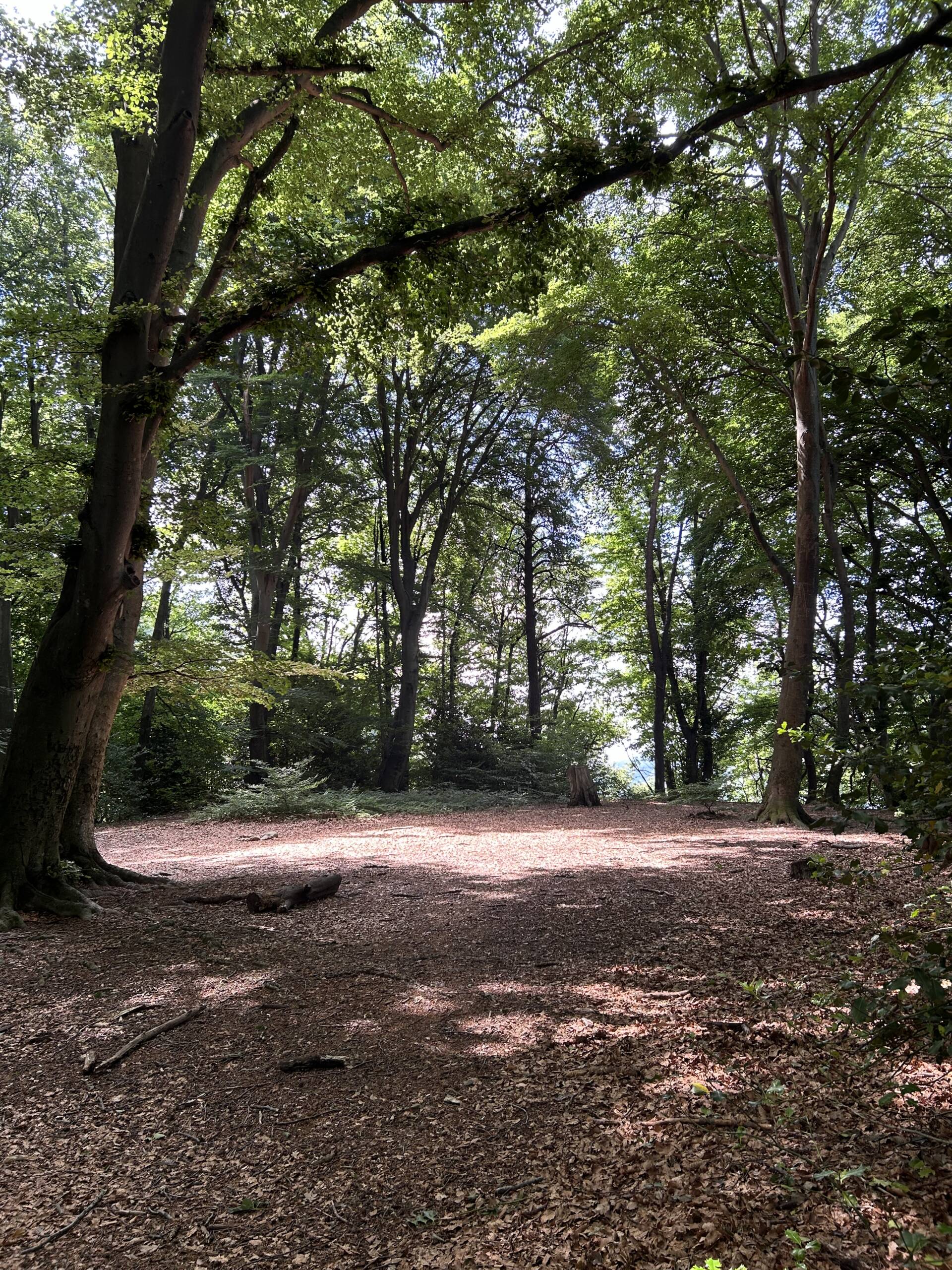 Forest Bathing, Bagno di Bosco con Barbara Botticchio (Forest Therapy Ticino)